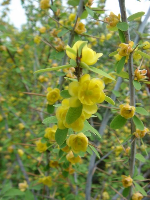 Berberis dictyophylla P2D P4